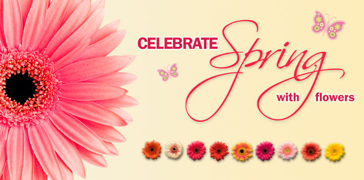 SPRING GERBERS - 