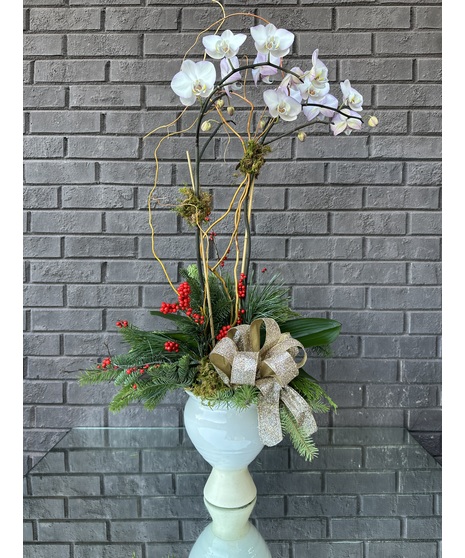 Holiday Magic Orchid