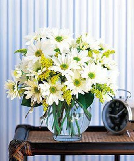 Fresh Cut Daisies