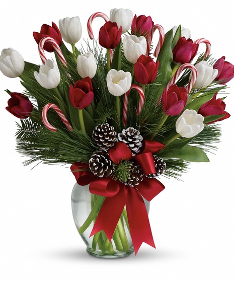 Holiday Tulips