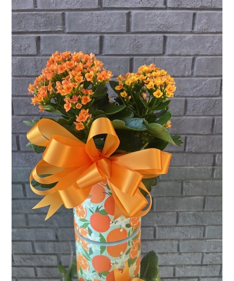 Kalanchoe Planter