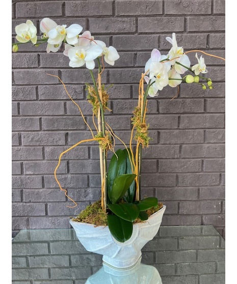 Lux Orchid Planter