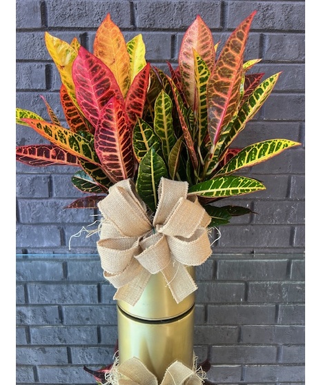 Fall Croton