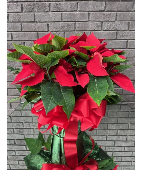 Julia's Poinsettia