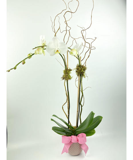 Dramatic Orchid Plants
