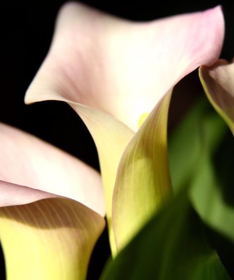 Only Premium blooms