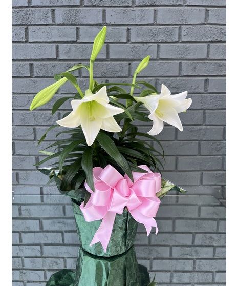 Easter Lily