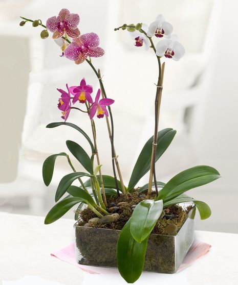 Three assorted orchid plants in a charming container