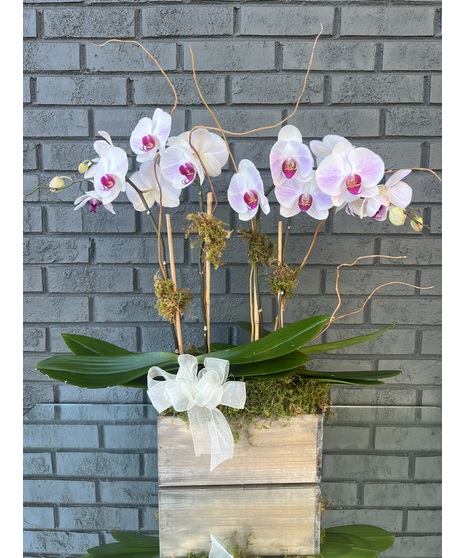 Dramatic Orchid Plants