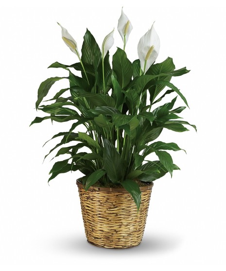 Peace Lily