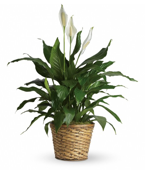 Green peace lily house plant with white flowers in a woven planter.