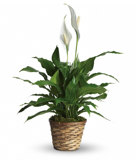 Green peace lily house plant with white flowers in a woven planter.