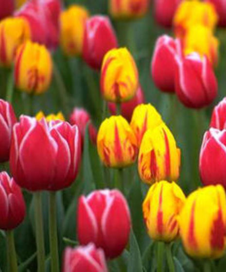 Seasonal Beauties