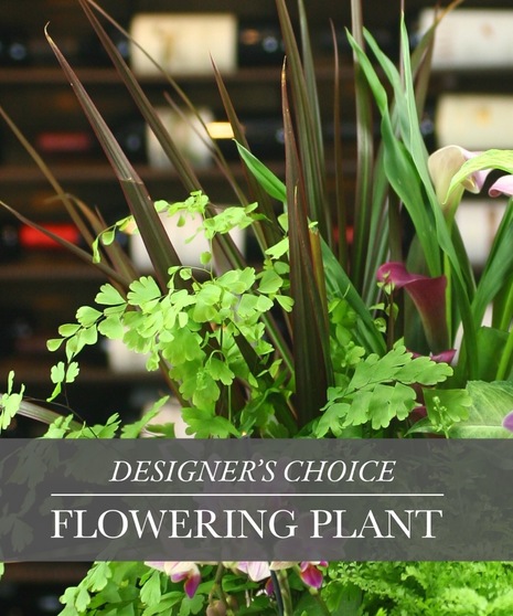 Nicest Blooming Seasonal Plant