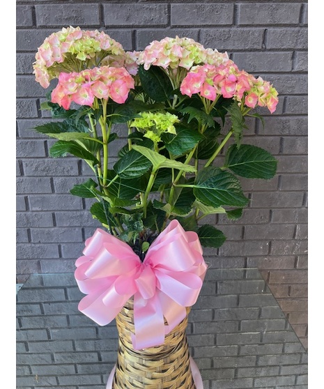 Hydrangea plant in a charming basket container
