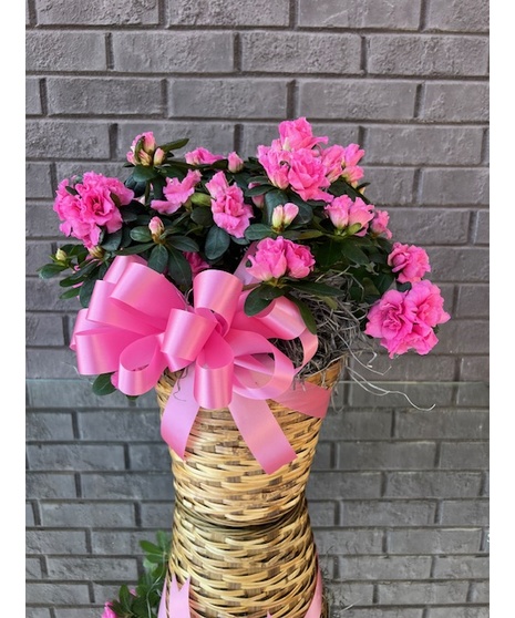 Blooming Azalea