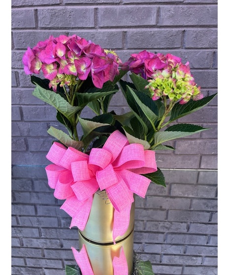 Hydrangea Planter